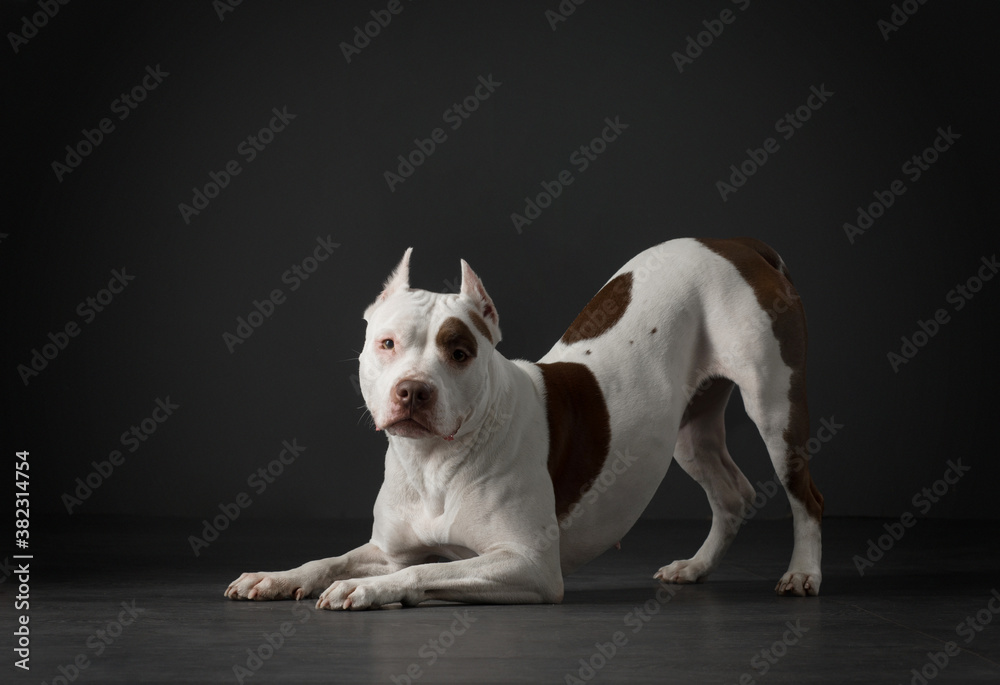 portrait of a dog on a black background. American pit bull terrier in studio