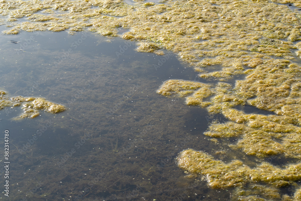 aquatic vegetation ,dead, on the lake in the fall.