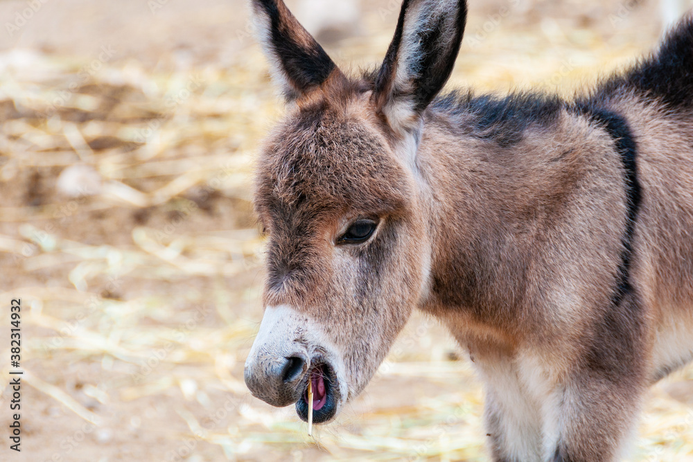 Offspring of a Donkey trying to chew a Hay, Spain