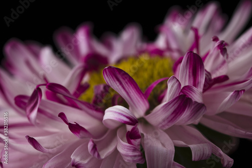 Macro shot of violet aster on black background