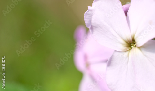 Macro focused pistil of geranium flower. close up