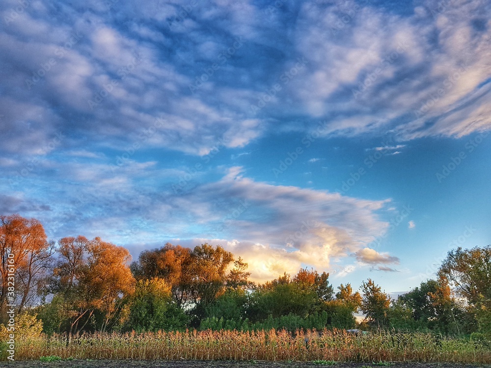 Fototapeta premium autumn landscape with trees and sky