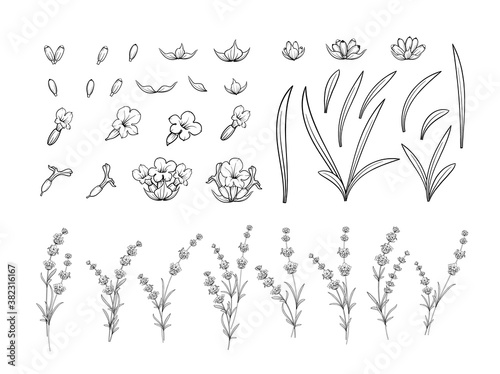 Set of lavender flowers outline elements.