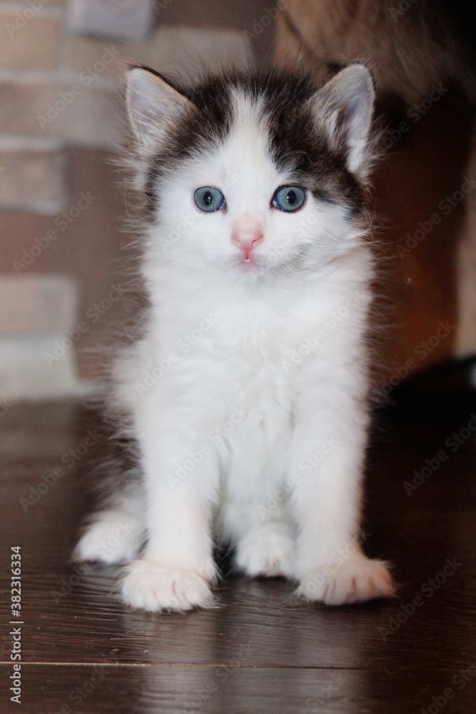A small cute fluffy kitten of white and black color with bright blue eyes and long hair sits upright and looks at the camera against a dark orange brown background indoors. Portrait of a fluffy kitten