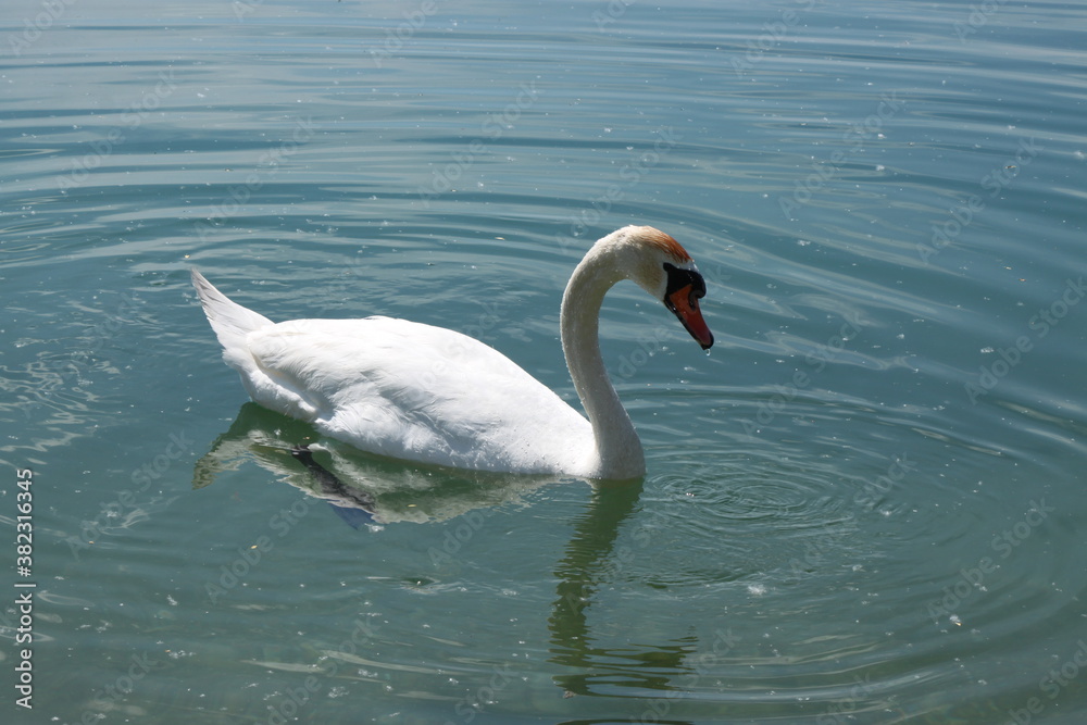 Obraz premium Beautiful white swan swimming in lake
