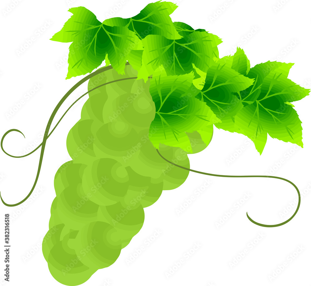 アートでシンプルなマスカットのイラスト Stock Vector Adobe Stock