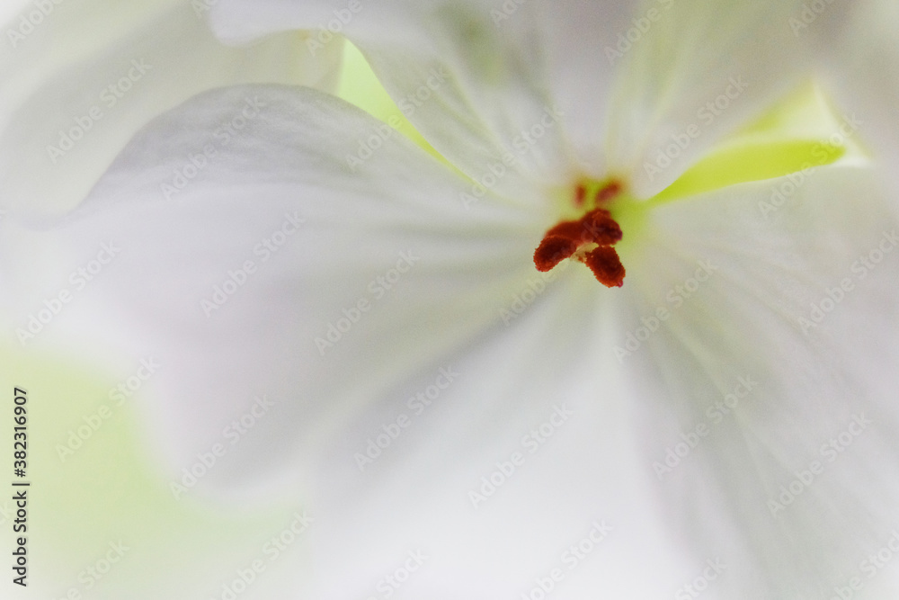 Macro focused pistil of geranium flower. close up Macro focused pistil of geranium flower. close up