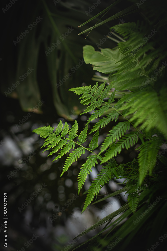 Selective focus of fern in tropical forest on dark background Selective focus of fern in tropical forest on dark background