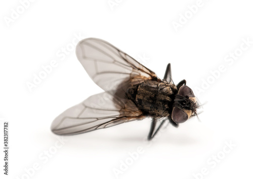 Dead Fly macro