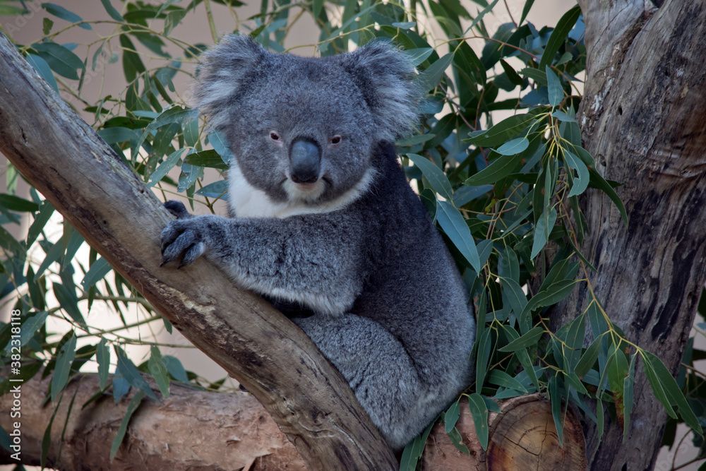 Obraz premium the koala is a grey and white marsupial with fluffy ears