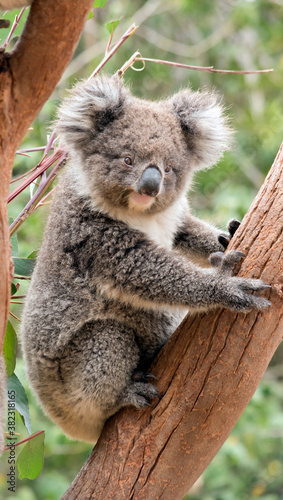 Fototapeta Naklejka Na Ścianę i Meble -  the young koala is grey and rufous with fluffy ears