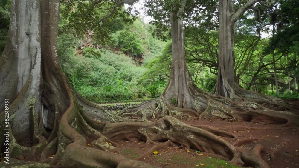 Most famous trees of Hawaii. Tree with huge roots. Large buttresses and