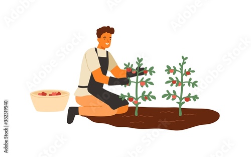 Young man picking ripe tomatoes. Agricultural worker in gloves harvesting vegetables. Farmer with organic natural crop. Flat vector cartoon illustration isolated on white background