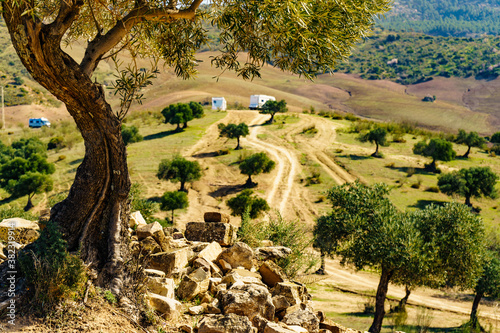 Old olive tree on hill in Andalucia Spain