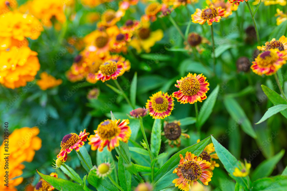 Autumn Helenium flowers in the garden. Autumn Helenium flowers in the garden.