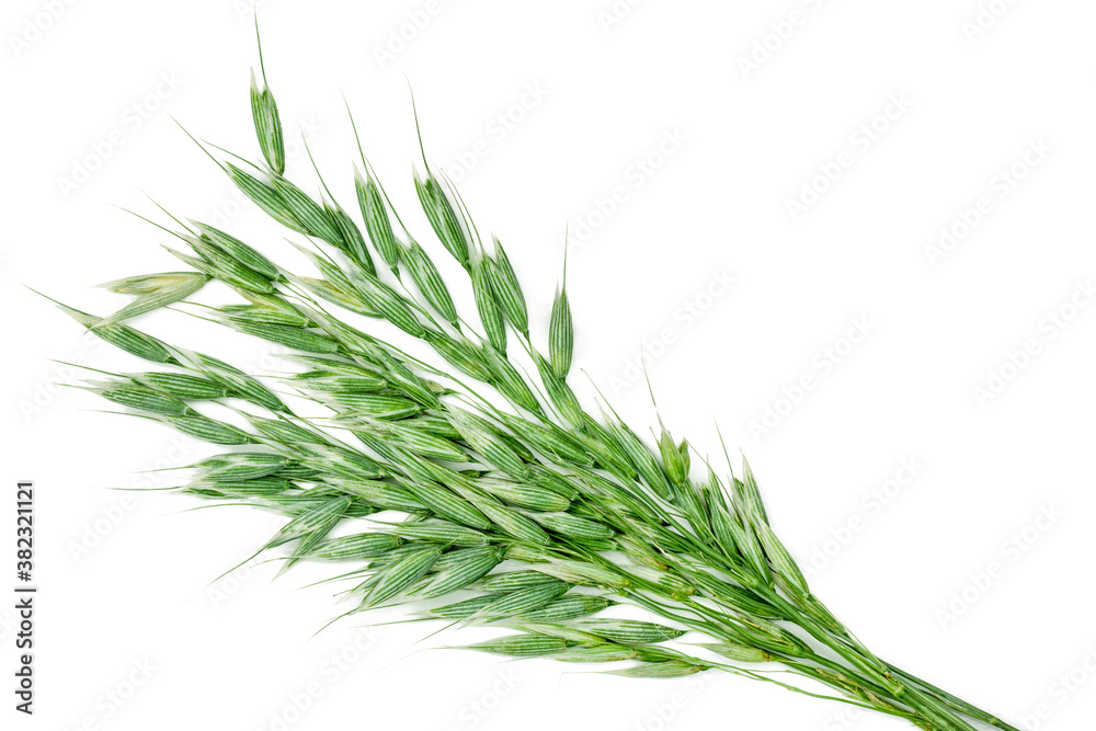Green oat ears isolated on white background, top view Green oat ears isolated on white background, top view