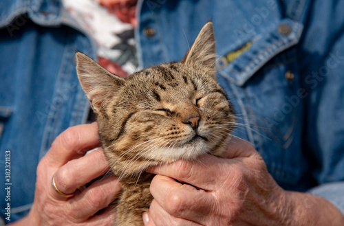 An elderly woman's hands are stroking a tabby cat that is squinting with pleasure. Life of Pets.