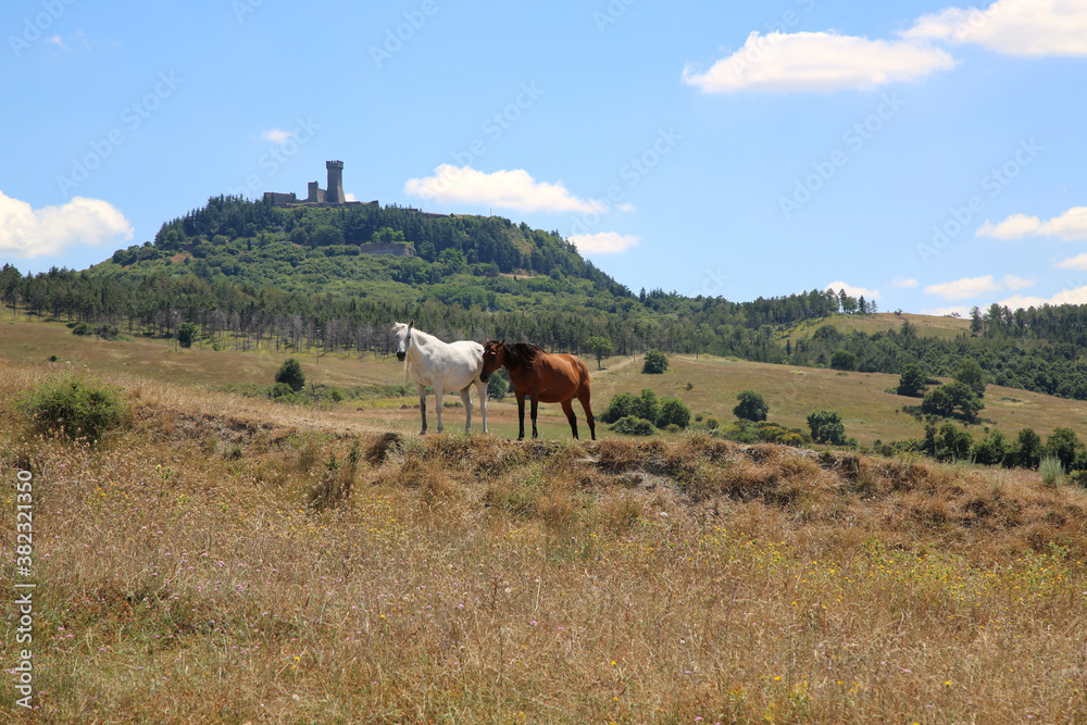 Horses grazing on the hills around the small town of Radicofani in Tuscany Horses grazing on the hills around the small town of Radicofani in Tuscany