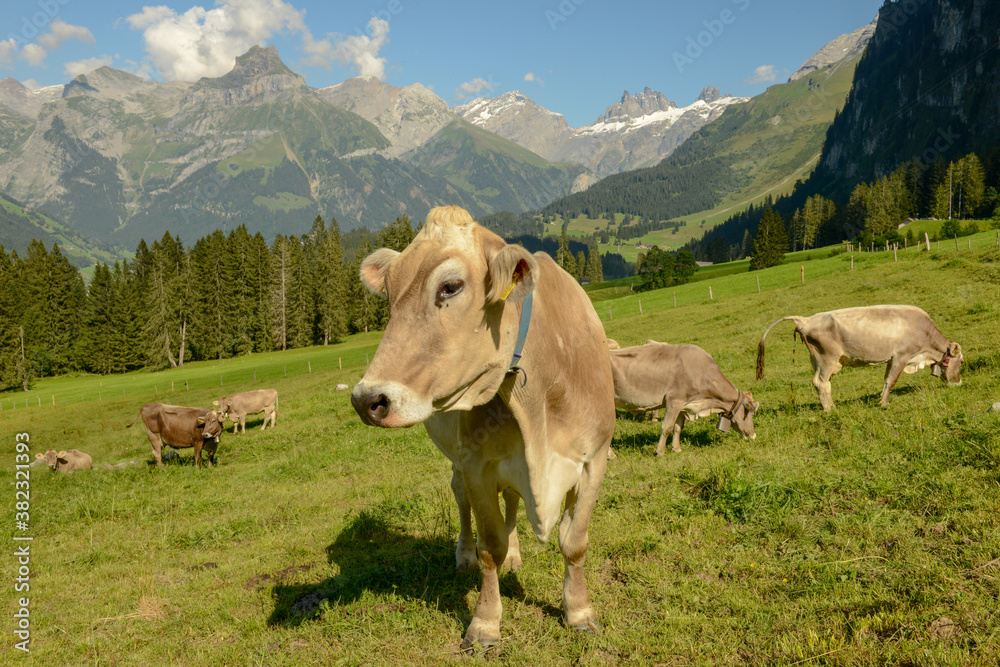 Herd of cows grazing at Gerschnialp above Engelberg on the Swiss alps. Herd of cows grazing at Gerschnialp above Engelberg on the Swiss alps.