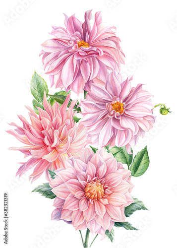 Bouquet of flowers, pink dahlias on an isolated white background, watercolor botanical painting