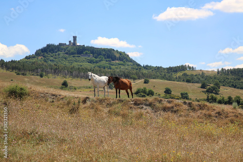 Horses grazing on the hills around the small town of Radicofani in Tuscany © Stefano