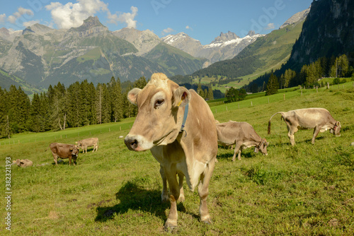 Herd of cows grazing at Gerschnialp above Engelberg on the Swiss alps.