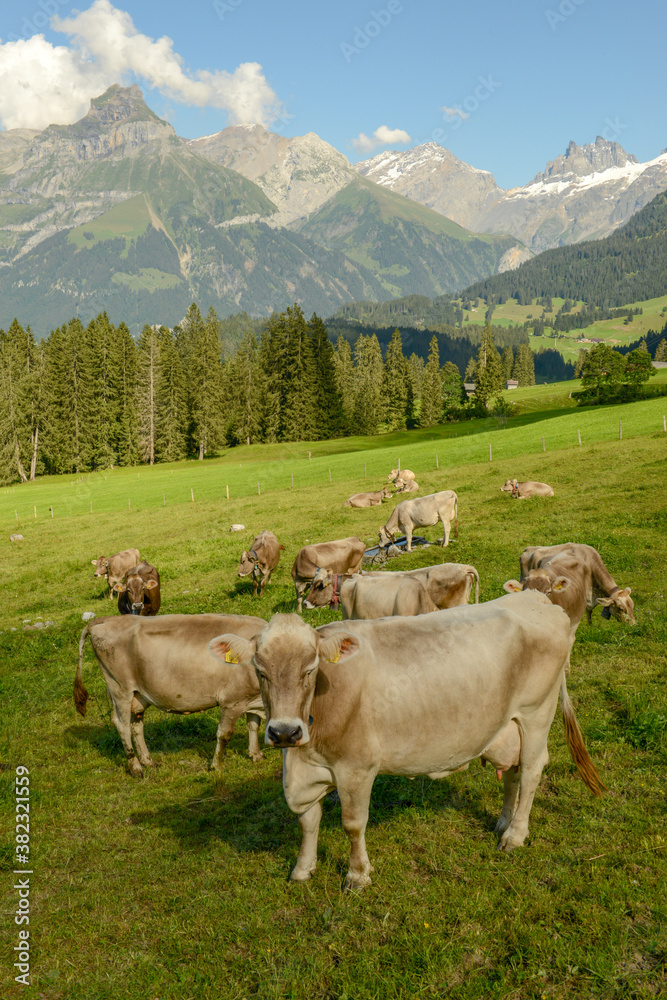 Herd of cows grazing at Gerschnialp above Engelberg on the Swiss alps.