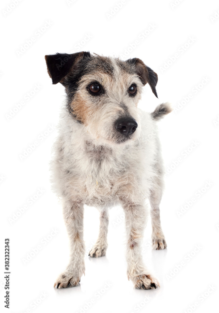 old jack russel terrier old jack russel terrier