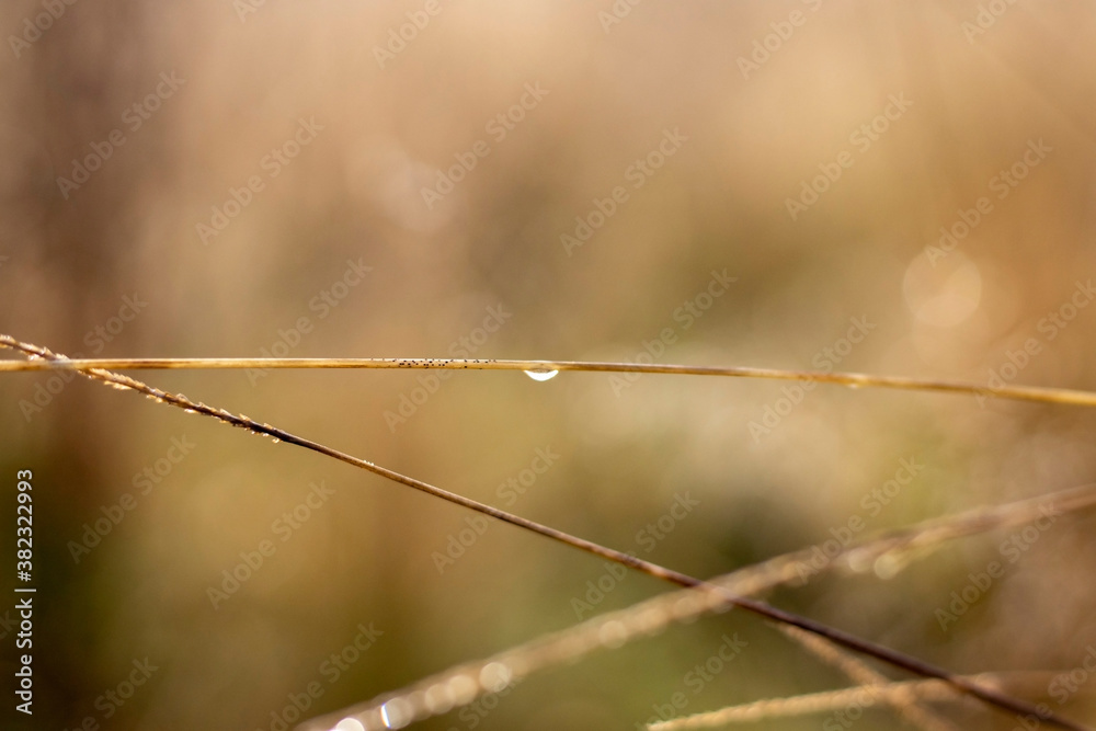 Dew on the grass in the morning sun. Dew on the grass in the morning sun.