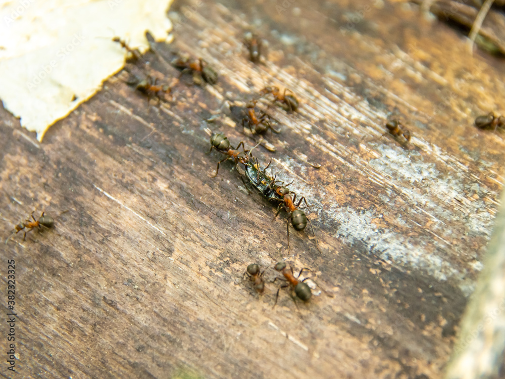 two forest ants dragging a beetle, selective focus two forest ants dragging a beetle, selective focus