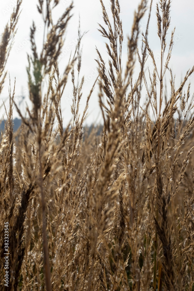 Fototapeta premium Reeds in the field in the early morning.