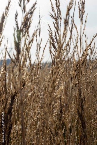 Reeds in the field in the early morning.