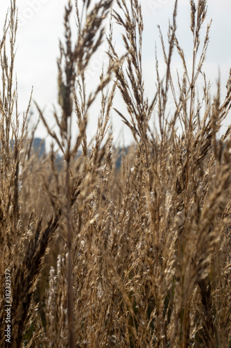 Reeds in the field in the early morning.