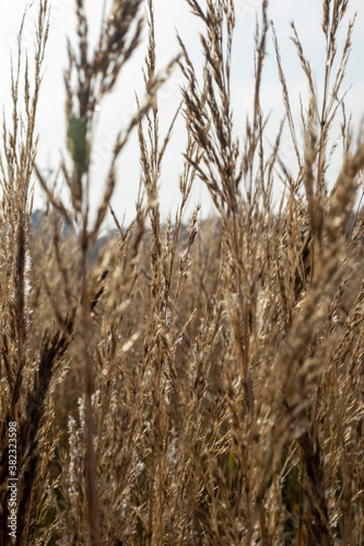 Reeds in the field in the early morning.