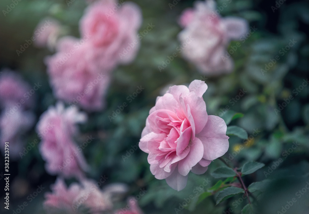 Delicate flower of a autumn English tea rose in the garden