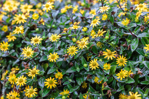 Closeup shot of Sanvitalia flowers growing on a bush photo