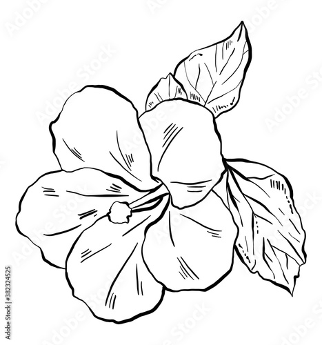 Hibiscus flower, vector illustration.