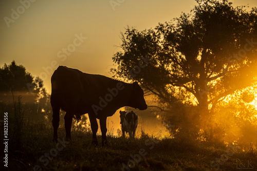 Pasture in the morning