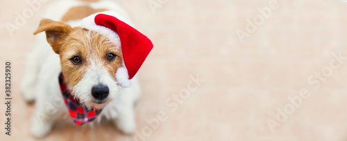 Happy cute jack russell terrier santa christmas holiday pet dog puppy smiling, listening. Web banner with copy space.