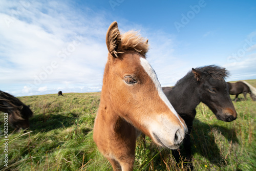 Horses graze on a green meadow in Iceland © luchschenF