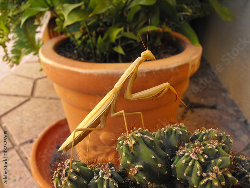 Mantis religiosa encima de un cactus
