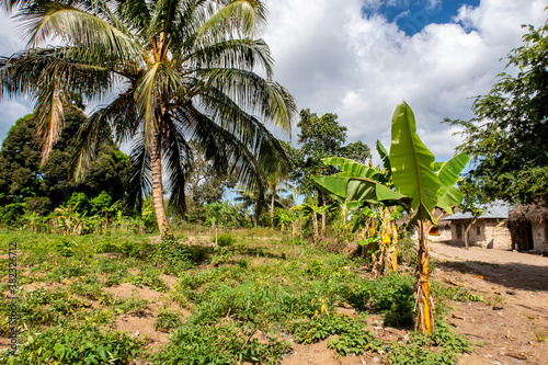 Small African village on Pemba Island, Tanzania, with banana trees, palm trees, small vegetable patch and typical African mudbrick houses. photo