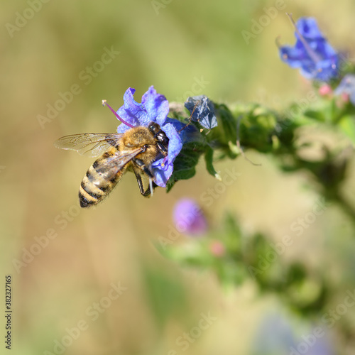 bee collects pollen in lilac flower, close-up in natural environment © Владимир Зубков