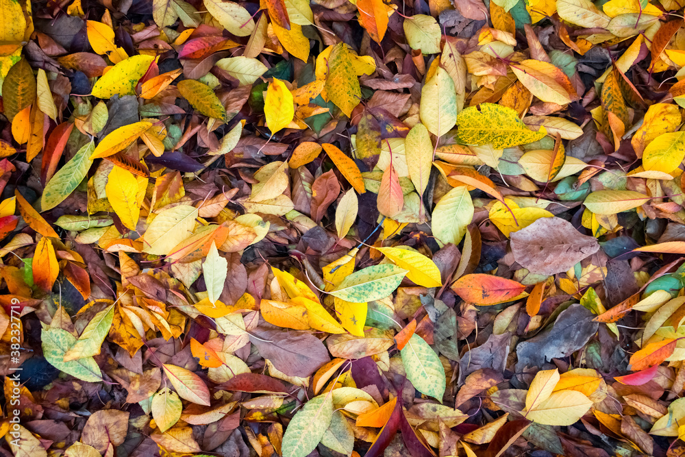 Autumn background. Fallen colorful leaves on the ground.