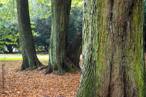 old big trees in the forest on an autumn foggy morning