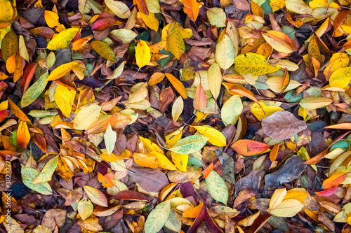 Autumn background. Fallen colorful leaves on the ground. © Alex_NB