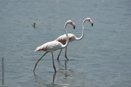 Flamingo in the water : Two flamingoes walking each others on the fine morning in chennai marshlands , Tamilnadu
