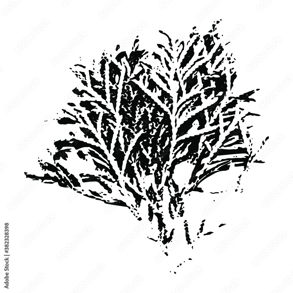 Imprint of a thuja branch. Botanical illustration of a coniferous branch. Isolated silhouette of a winter branch. Christmas tree. Suitable for design, pattern, greeting card, print, new year.
