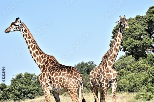giraffe in the savannah © SHAMIT
