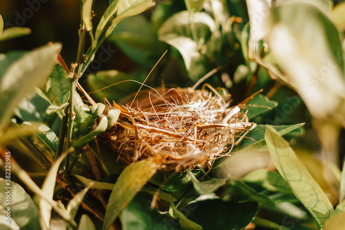 Empty bird nest in tree with green leaves. Living nature concept.